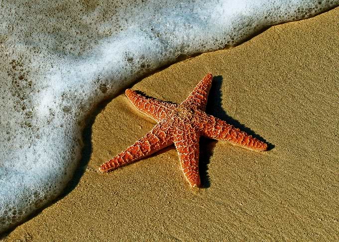 Starfish