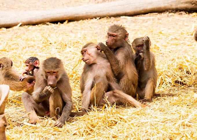 Monkey business