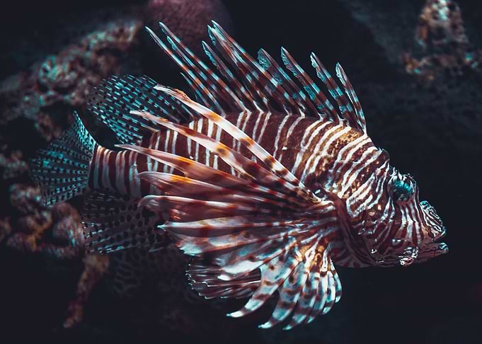Red Lion Fish