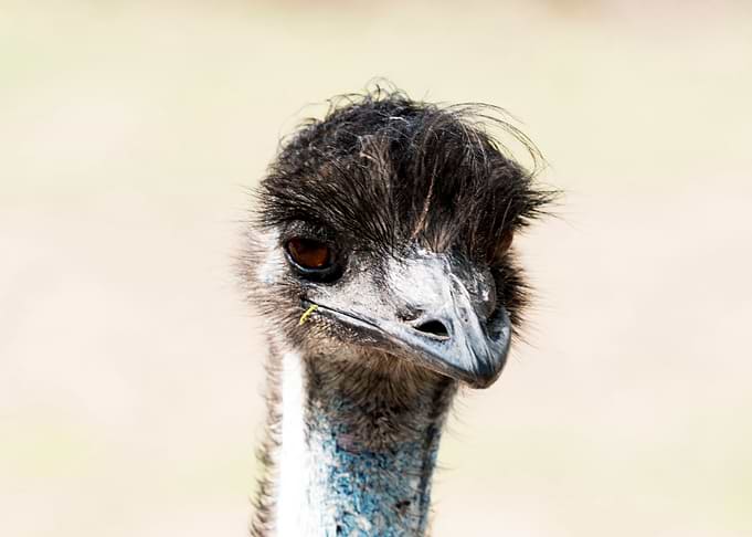 Bird
