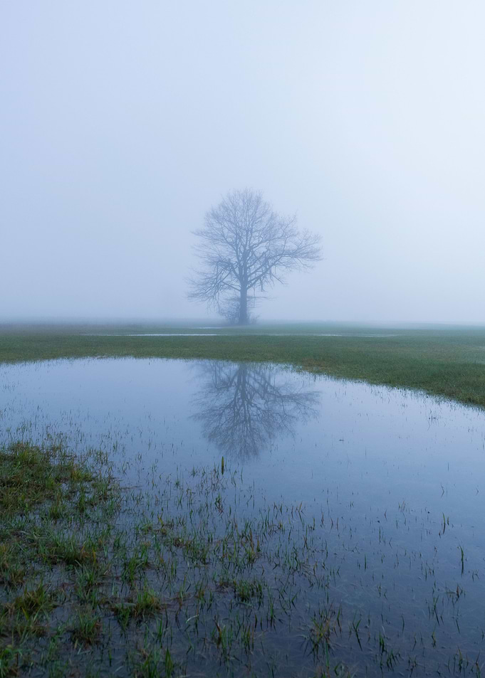 The lonely tree
