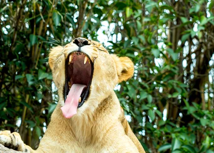 Sleepy lion