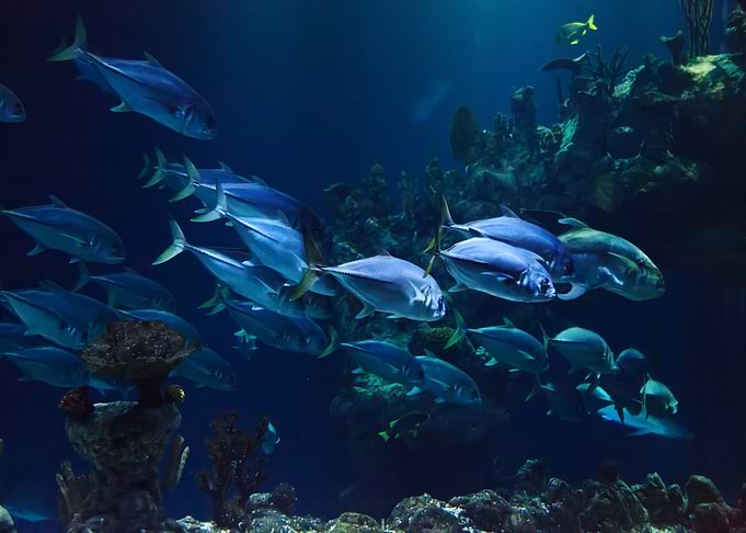 Tuna Swarm