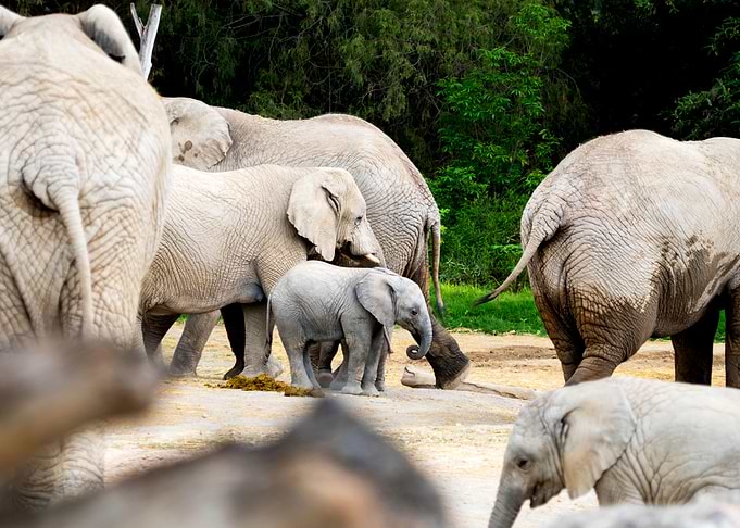 Family of elephants