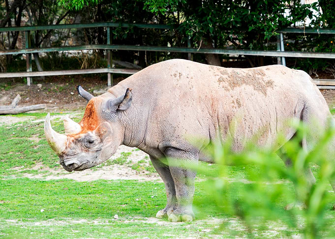 White Rhino