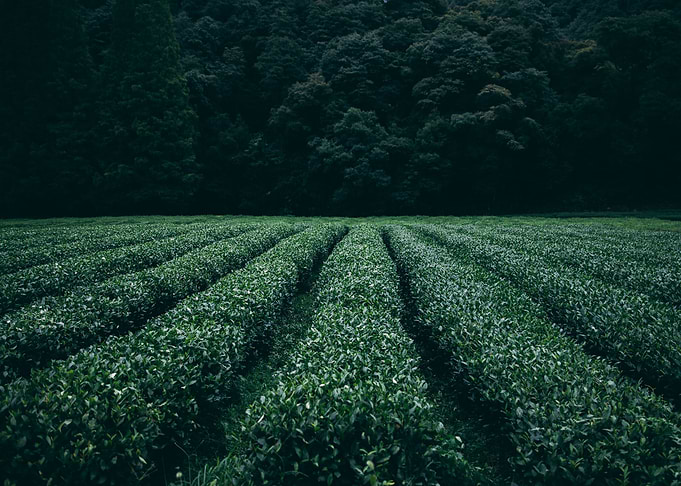 Green field