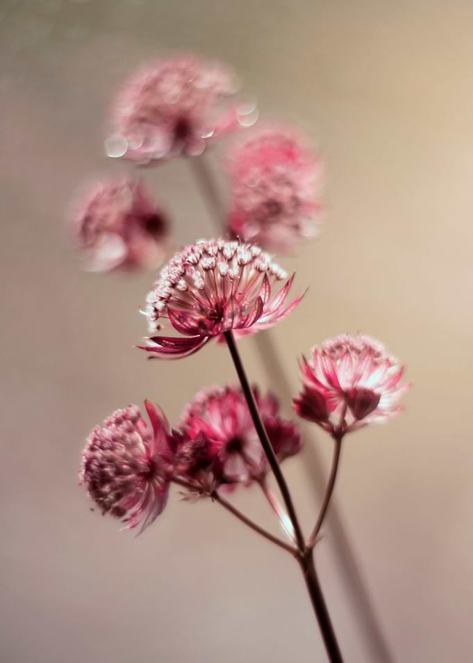 Spring flowers