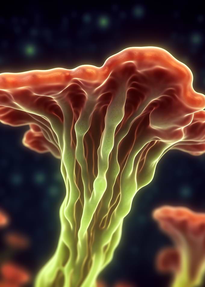 psychedelic mushroom