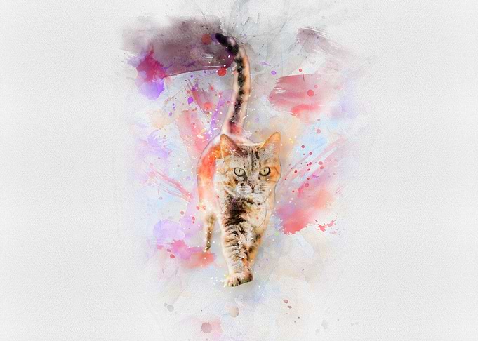 Cat walking
