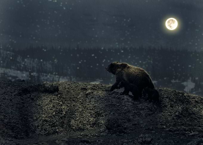 Bear and Cubs in the Frost