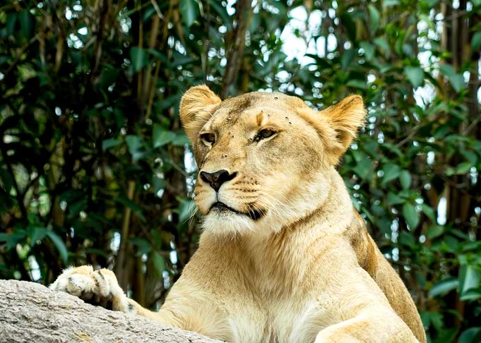 Lioness