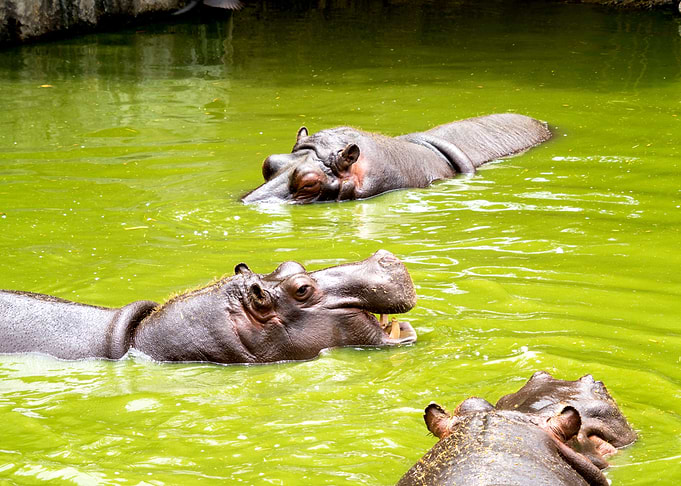 Happy hippos