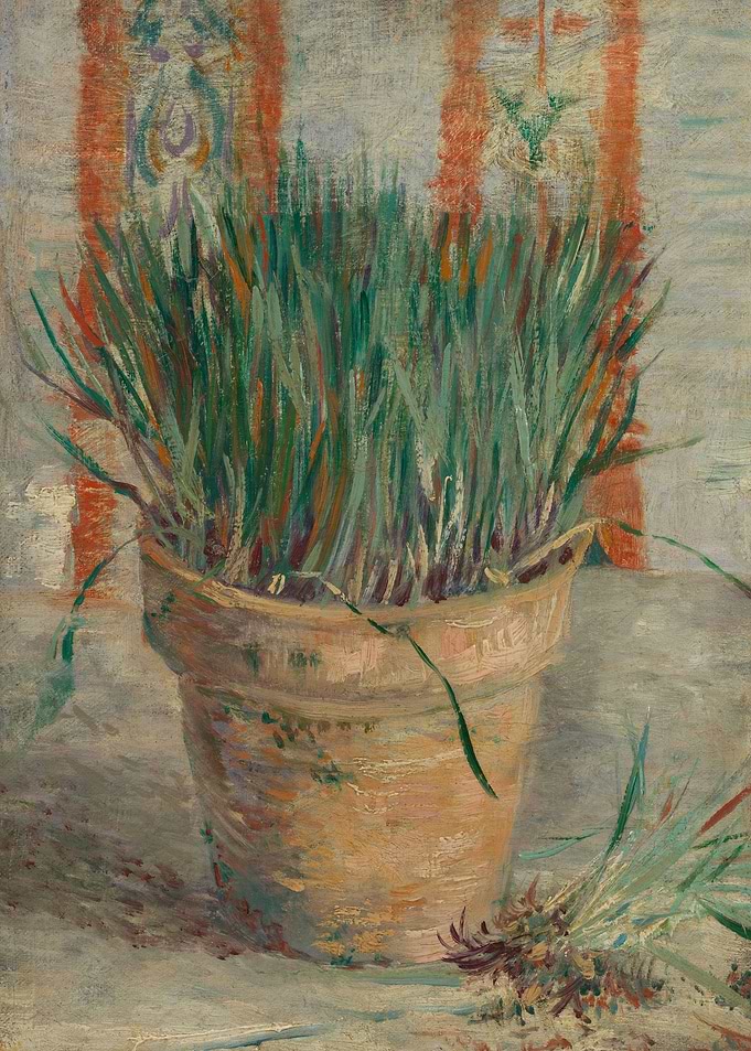 Flowerpot Garlic Chives