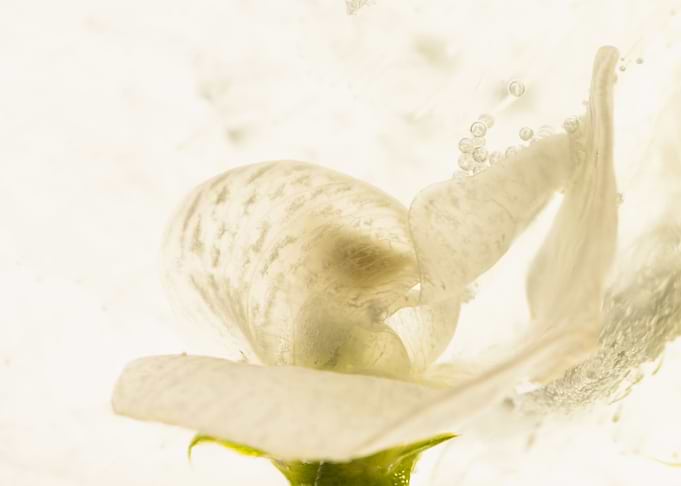 Sweet pea in ice 1
