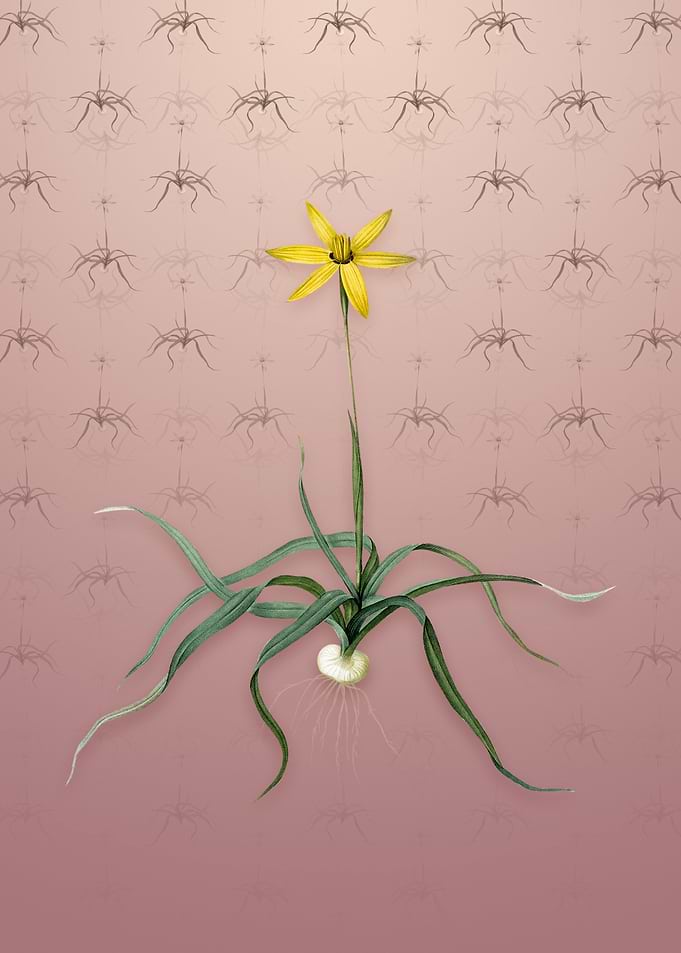 Vintage Hypoxis Stellata