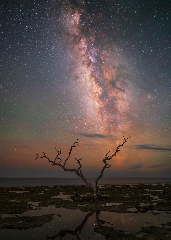 Driftwood Lone Tree