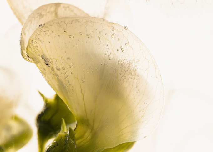 Sweet pea in ice 2