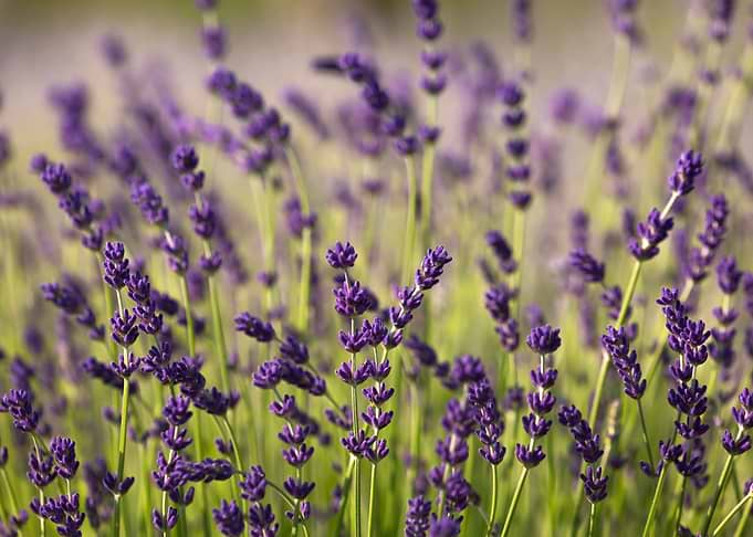Lavender fields