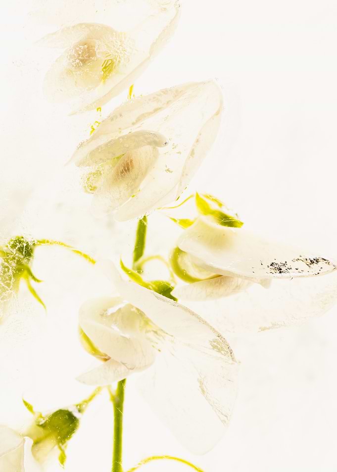 Sweet pea in ice 3
