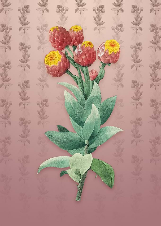 Cudweeds on Dusty Pink