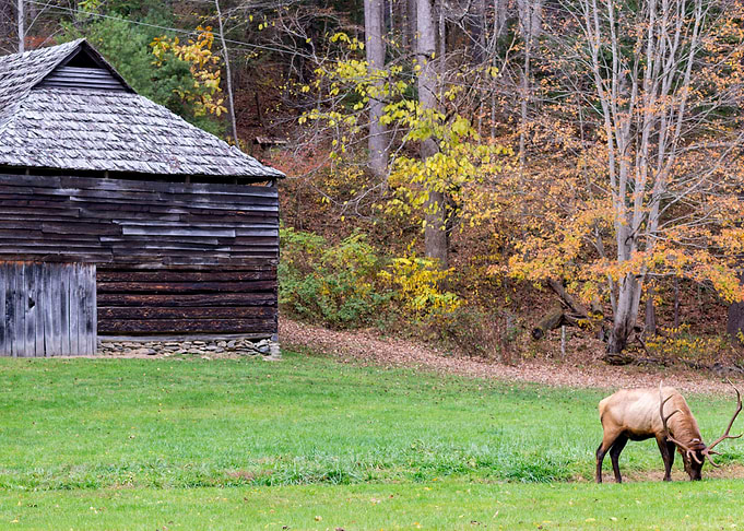 Grazing