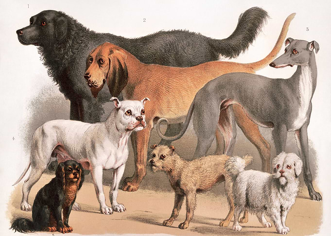 Carnivora 1874