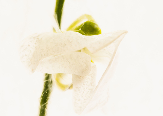 Sweet pea in ice 4
