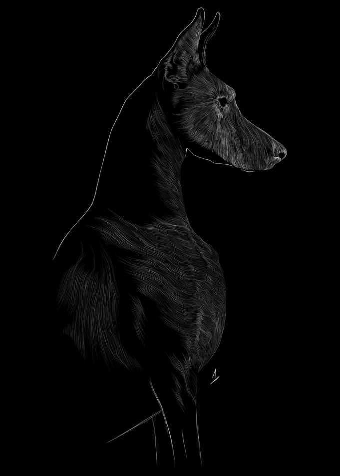 016 Dog