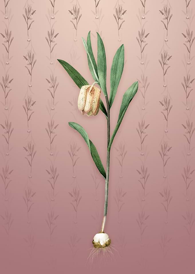 Fritillaria Latifolia