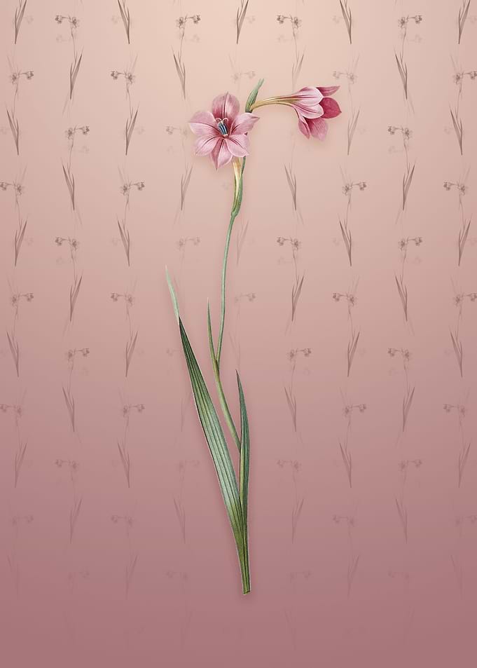 Sword Lily on Dusty Pink