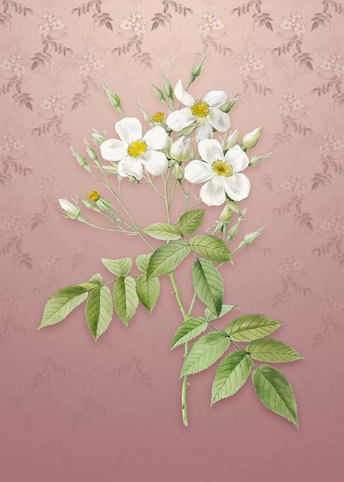 Musk Rose on Dusty Pink