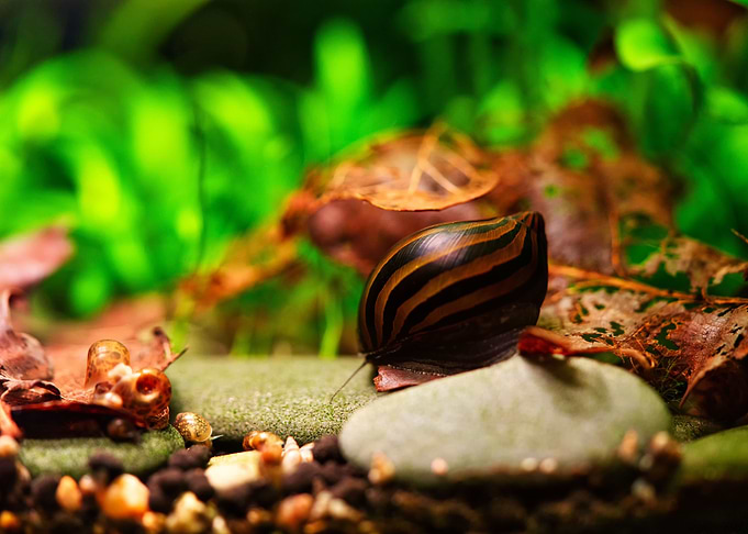Zebraracing snail aquarium