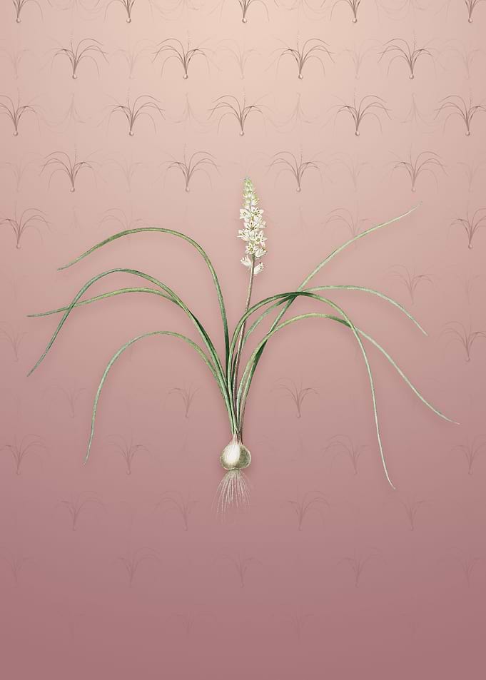 Lachenalia Angustifolia