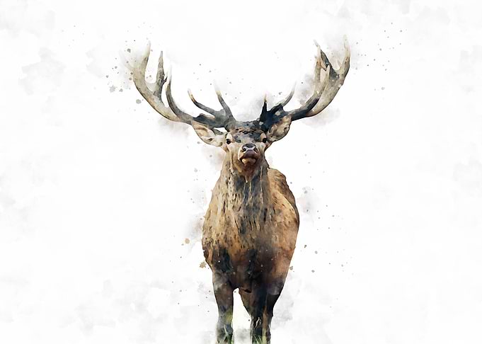 Deer watercolor