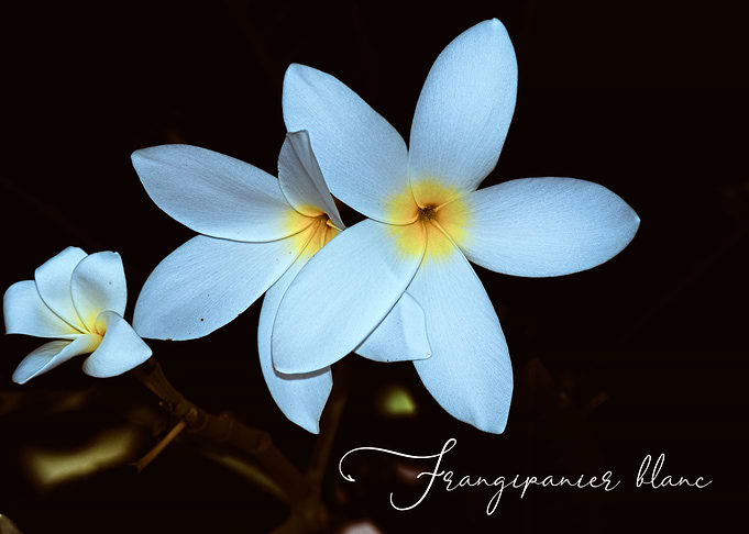 Fleur de frangipanier