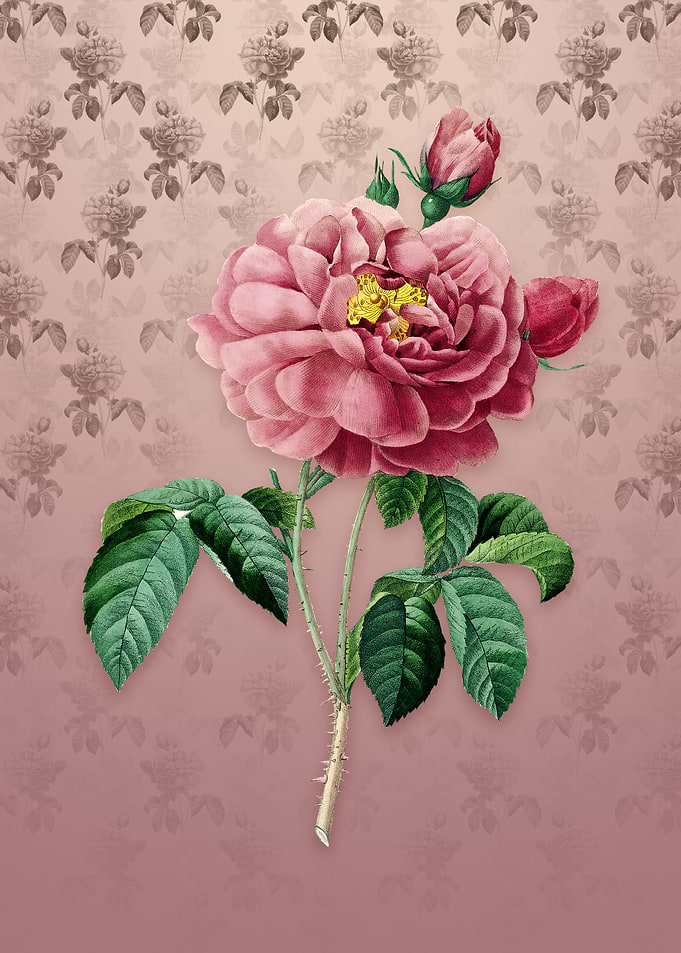 Vintage Gallic Rose