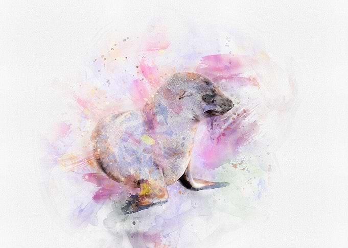 baby seal