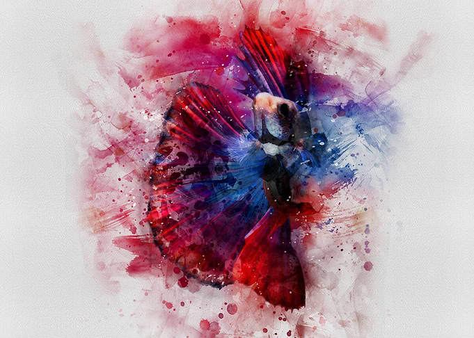 Siamese fighting fish