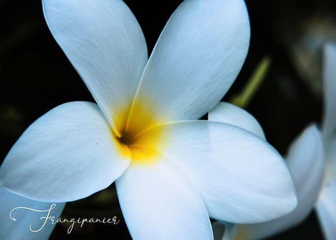 plaisir blanc