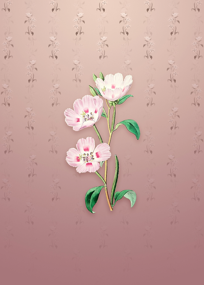Pink Oenothera Flower