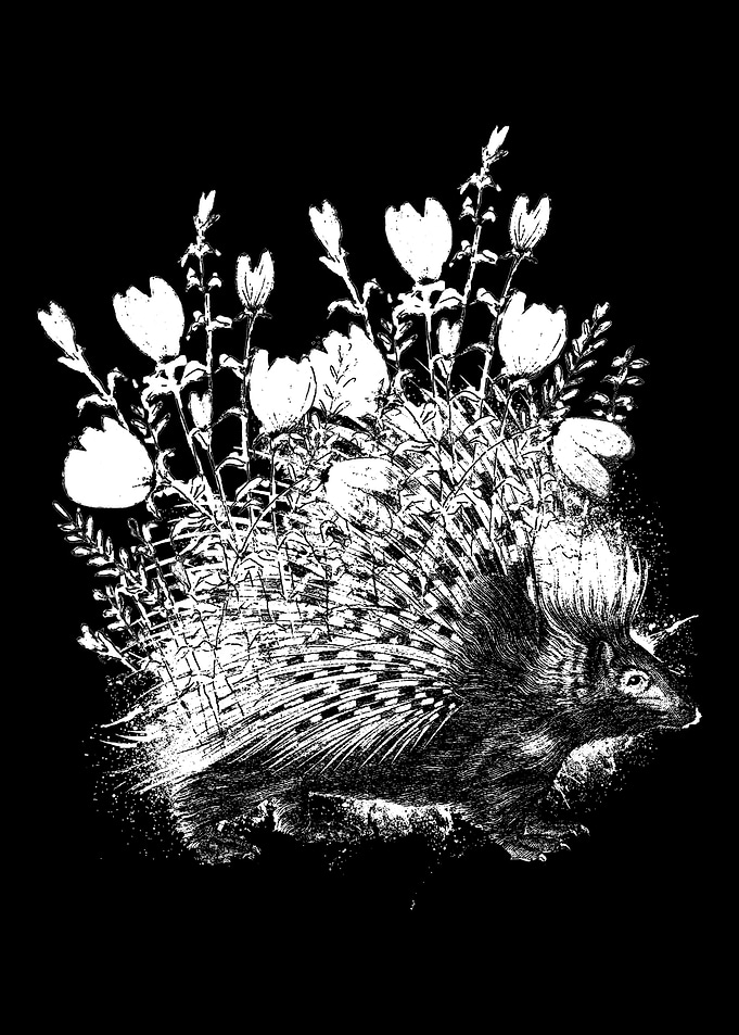 Porcupine Flowers