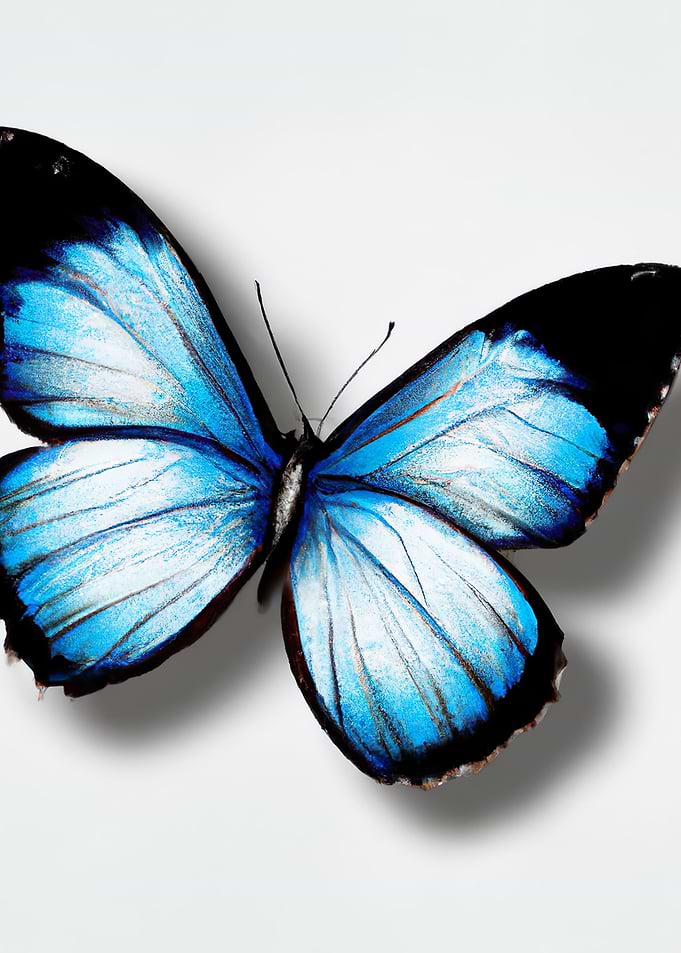 Blue Butterfly