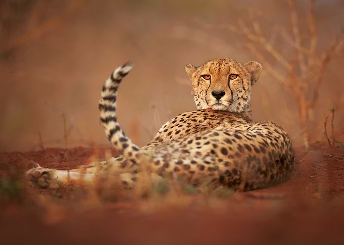 Cheetah