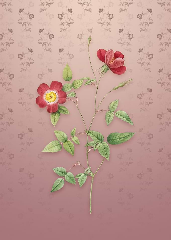 Indica Stelligera Rose