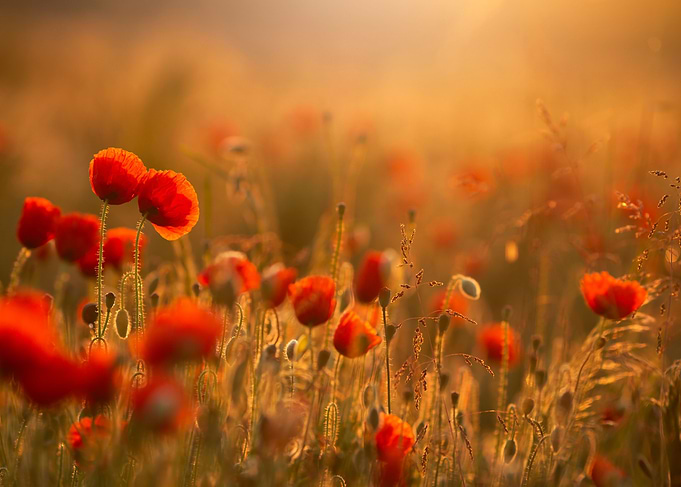 Poppies field at sunrise