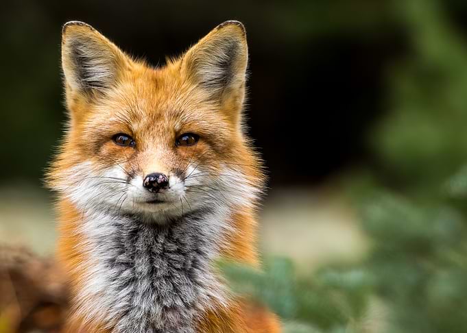 Cute Fox