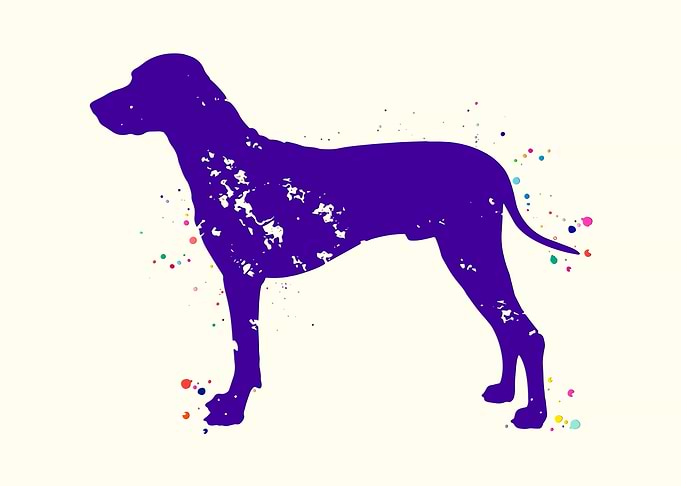 Rhodesian Ridgeback Dog