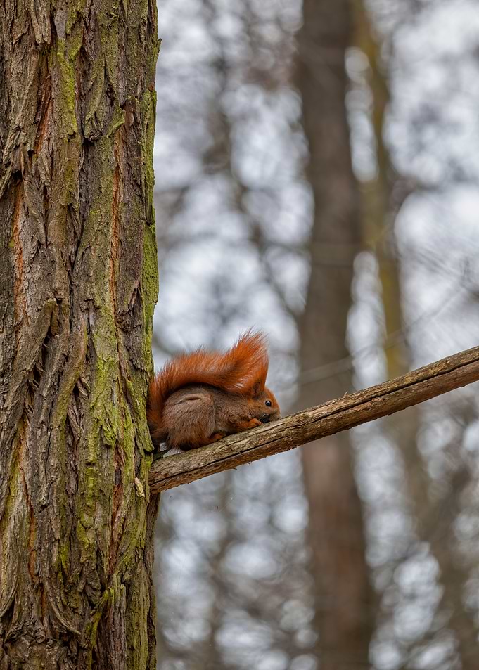 Red Squirrel On Branch