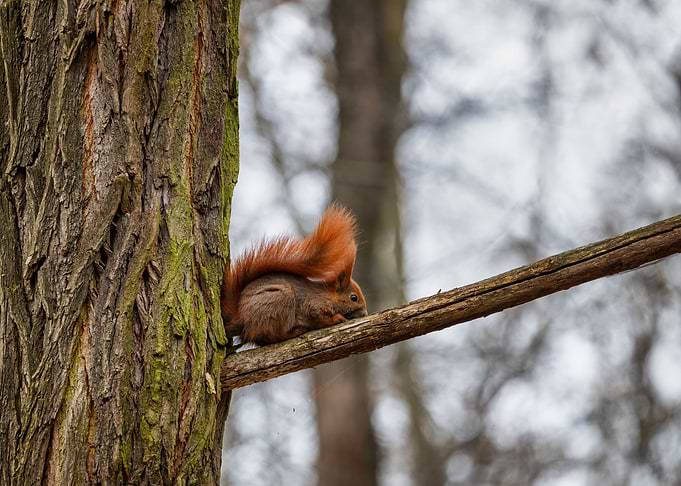 Red Squirrel On Tree