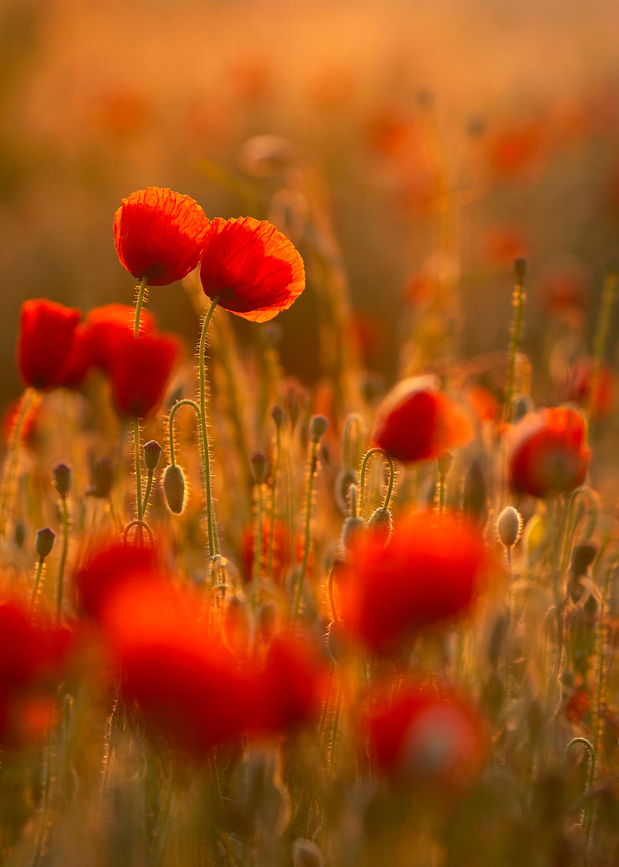 Poppies field at sunrise